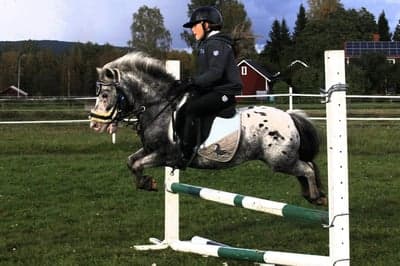 Inlägg 21 av Korsningsponny med titeln Hoppträning