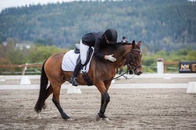 Inlägg 8 av Dressyr med titeln Lag-NM 2021