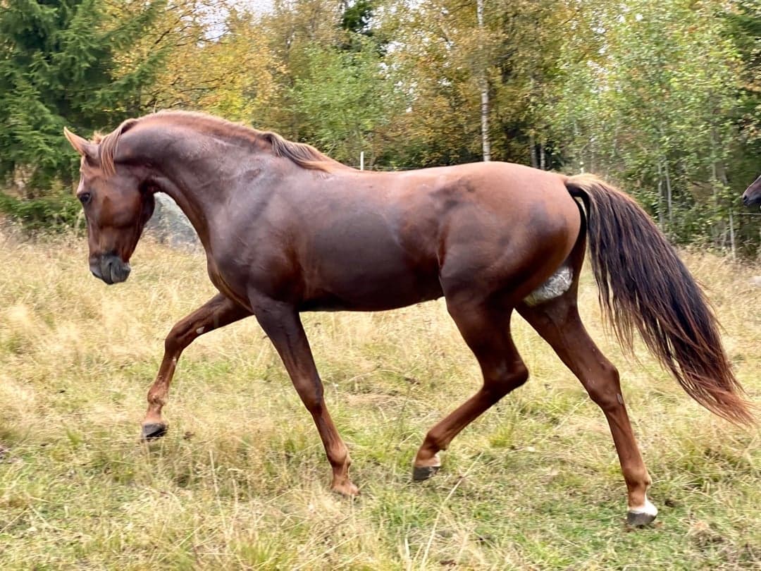 Bild 1 av placeholder text