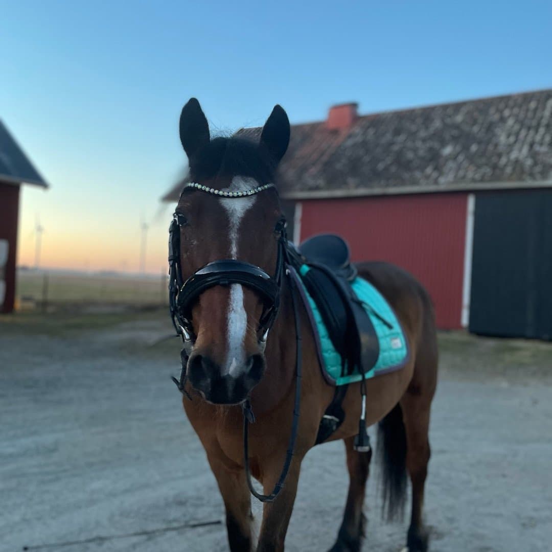 Bild 1 av Bonnie Lassie