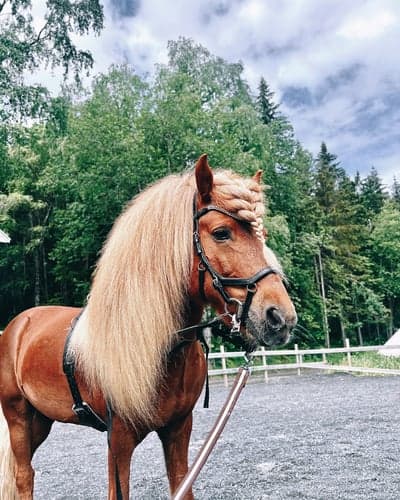 Inlägg 19 av Allround med titeln 🦁🤍