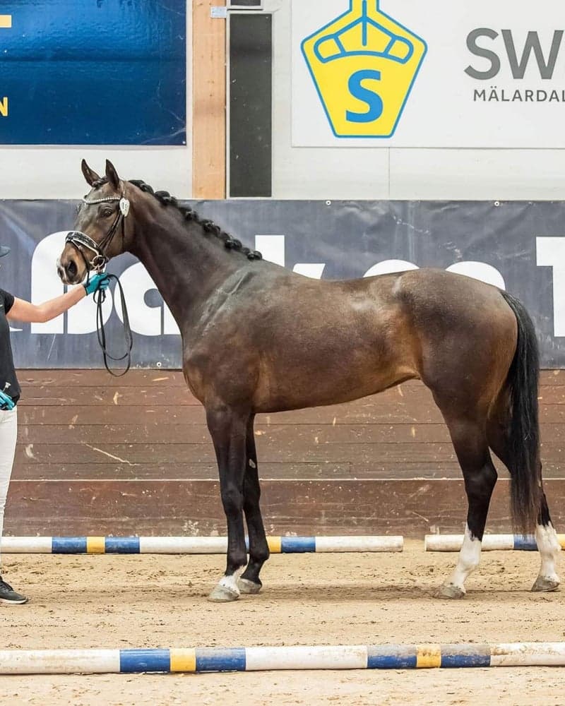 Bild 2 av Jackie Collins MVG