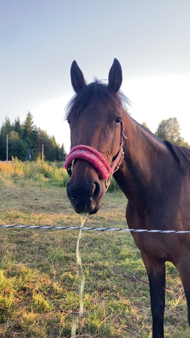 Bild 1 av Fionasfirst