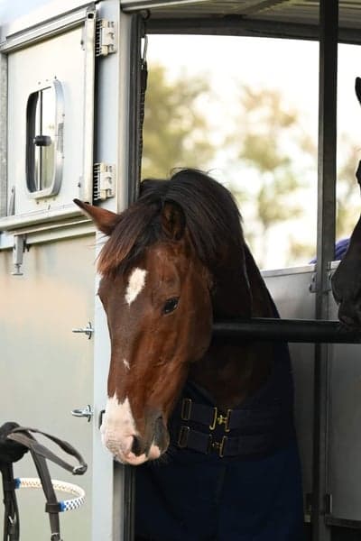 Cappoquin Kaveen King, Vitnis