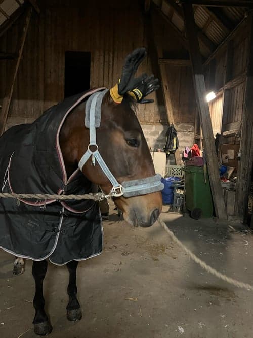 Image of Varmblodig travare söker hem som ridhäst