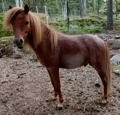 Lucky Charm Of Stable Island