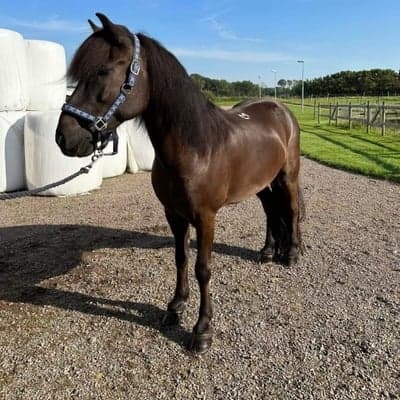 Náttfari frá Lækjamóti