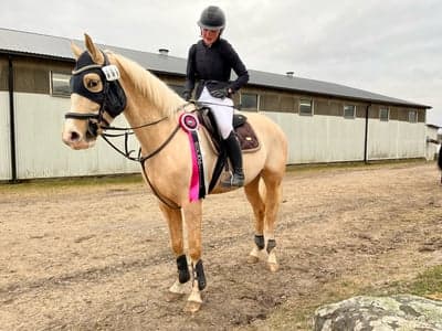 Inlägg 74 av Hoppning med titeln ZOBERS FÖRSTA TÄVLING🥇