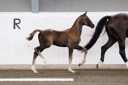 Image of Magiskt vacker grabb