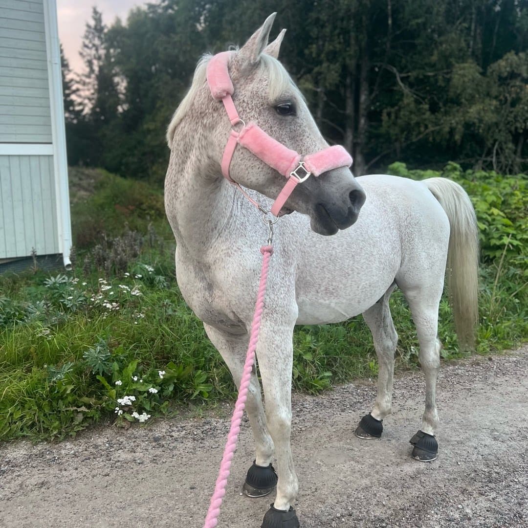 Image 1 of Carpe Diems Lucifer II