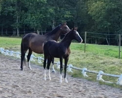 Bild av Hingst med utstrålning och framtiden för sig!