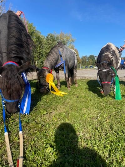 Inlägg 49 av Galopp