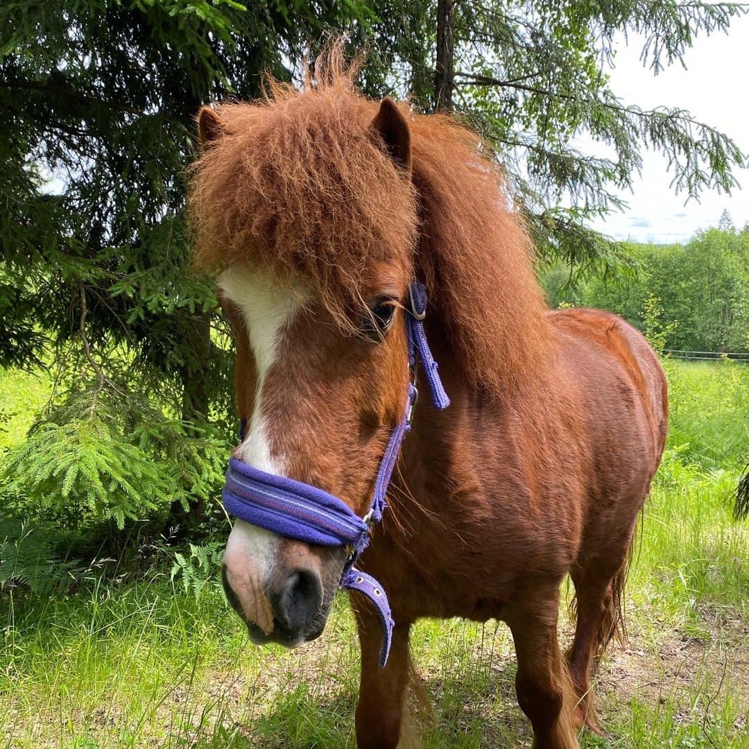 Bild 1 av Eldfari Fra Gudenhagen