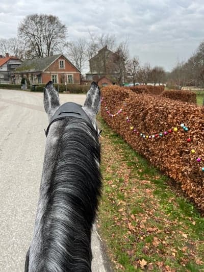 Inlägg 87 av Allround med titeln Uteritt med julkänsla 🎄