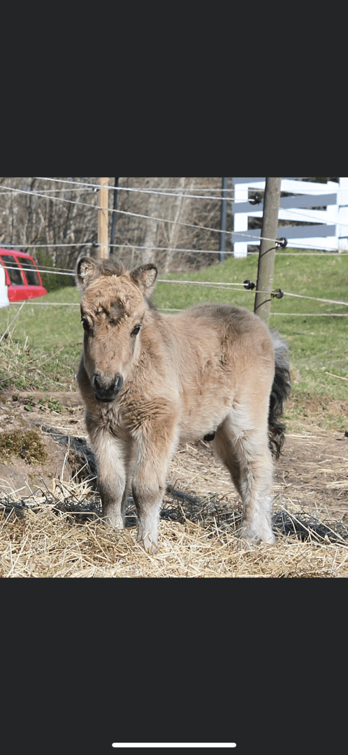 Media 4 of Lönnshults William