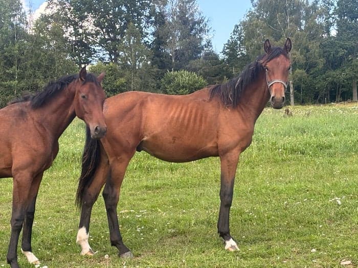 Media 6 av Diamonds Eternity LH