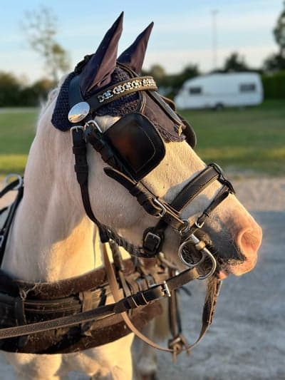 Inlägg 16 av Welsh Cob med titeln Påväg upp till SM som går i Strömsholm detta året🍀💞