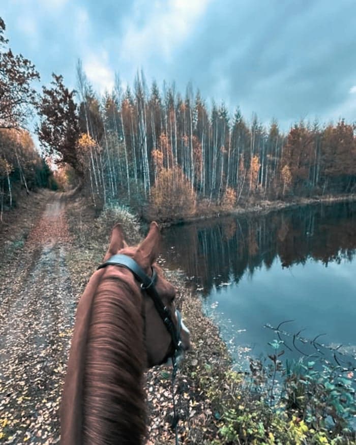 Media 5 av Problemlösning & rehab - vi hjälper hästar med utmaningar 