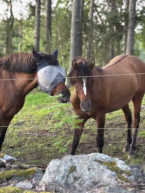Bild av Ponnykille för framtiden