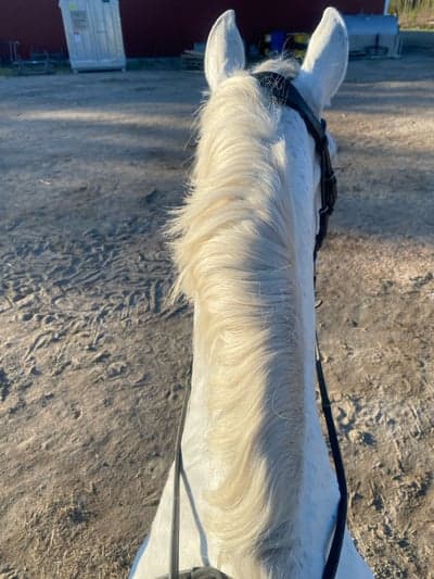 Post 2 of Pura Raza Española with title Skritt tur på banan 2/6