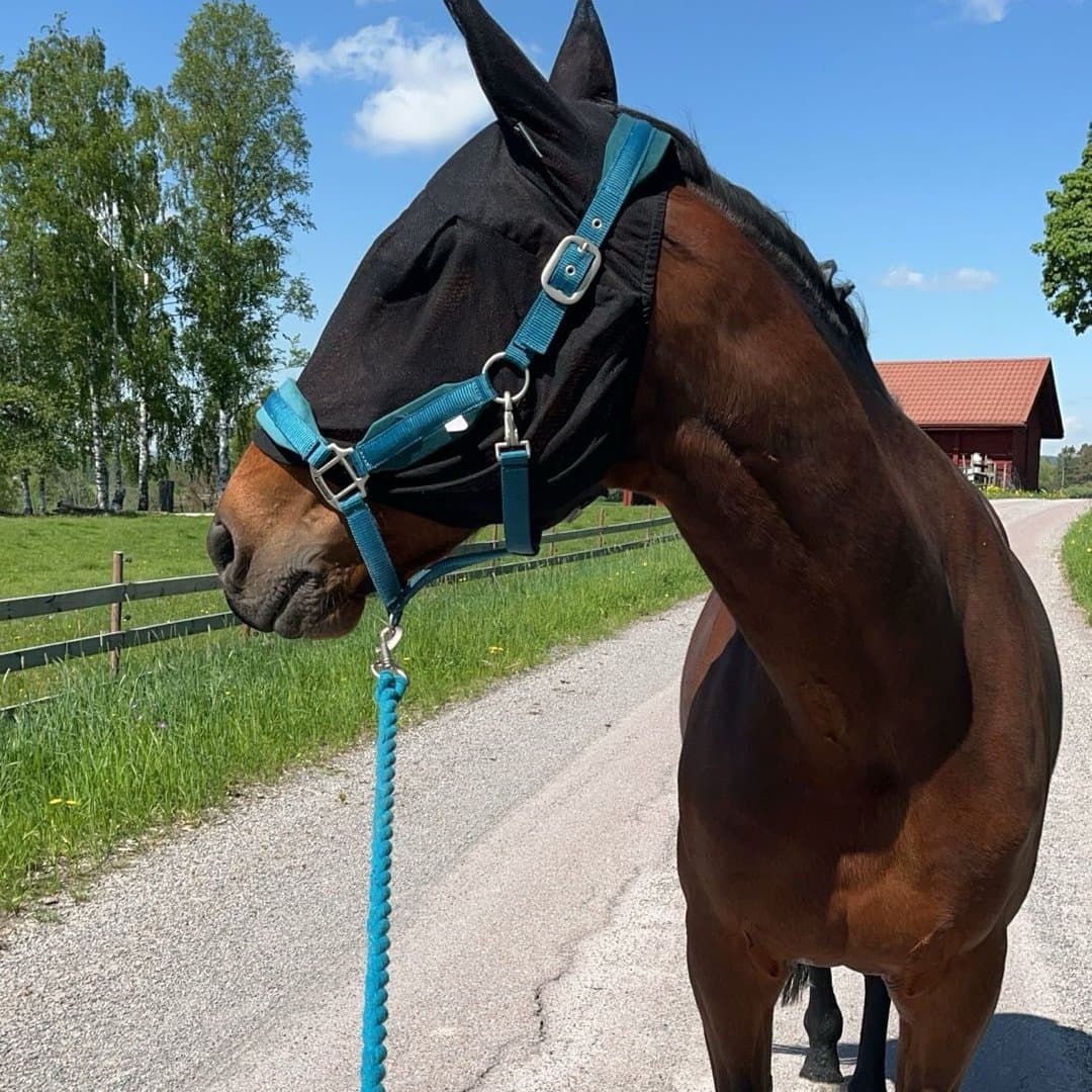 Bild 1 av Tailor raiz (Tore)