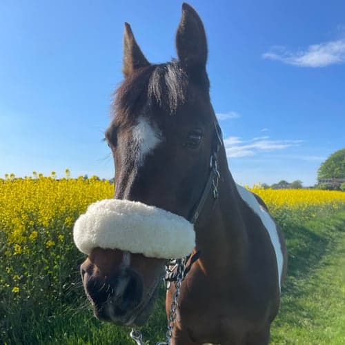 Profilbild av Cornelia Krite