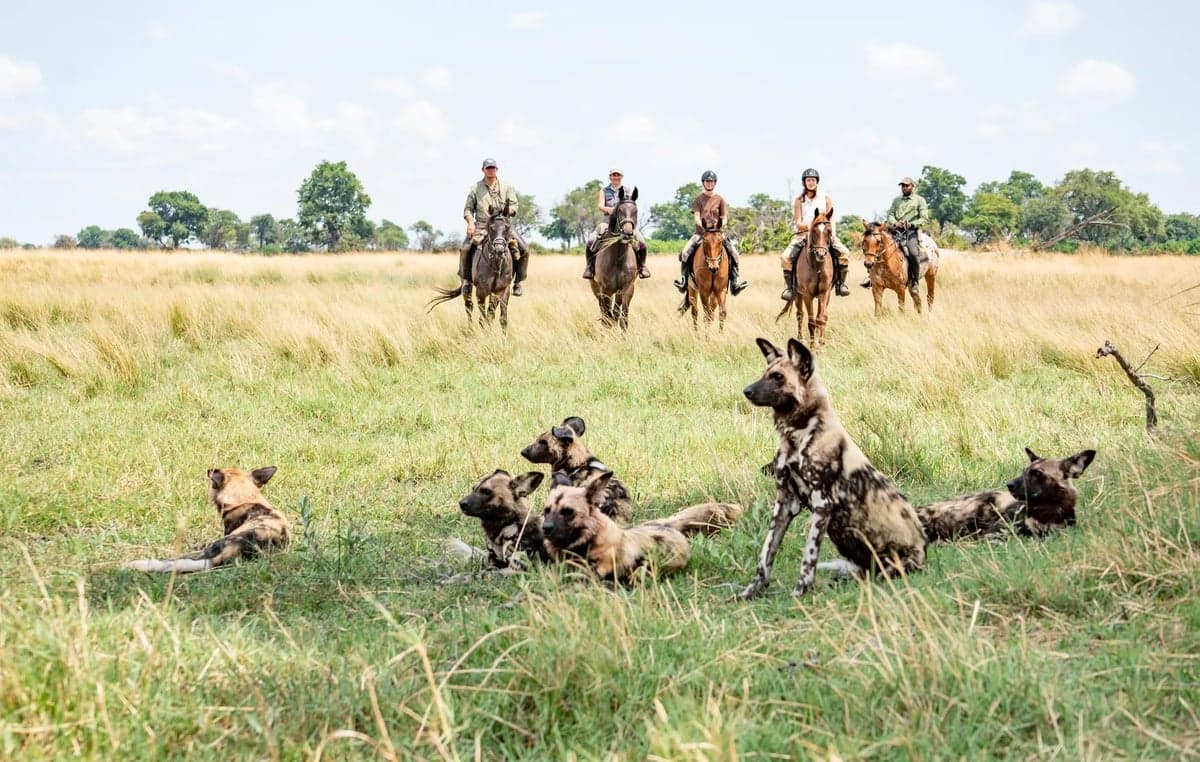 Bild 1 av Ridsafari i Okavangodeltat – 10 nätter med vildmark & vatten i Botswana