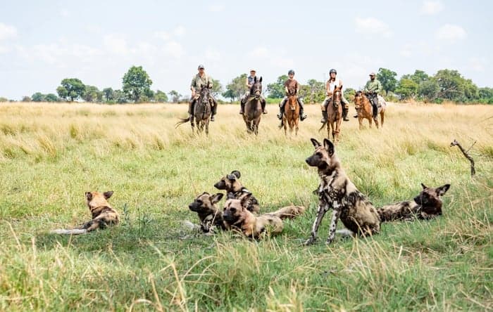 Media 1 av Ridsafari i Okavangodeltat – 10 nätter med vildmark & vatten i Botswana