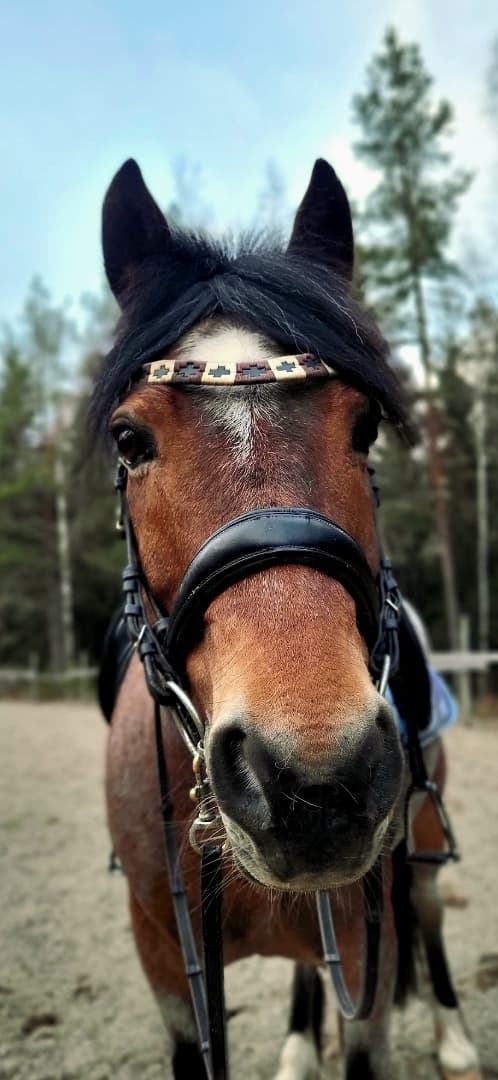 Media 12 av Jammi Dodger