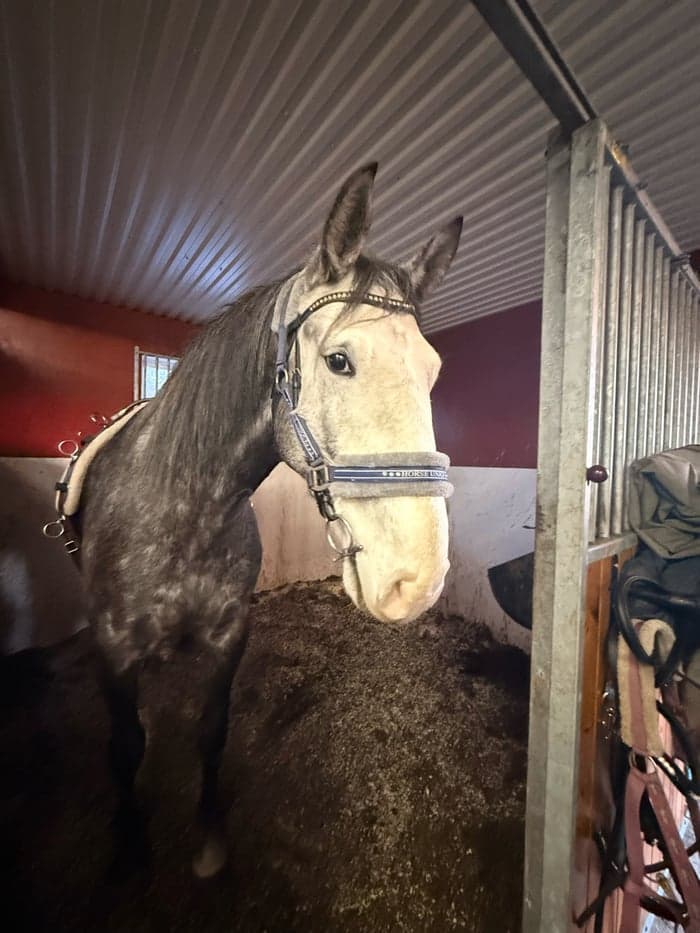 Media 10 of Piri Piri