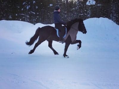Óðinn från Galgbacken