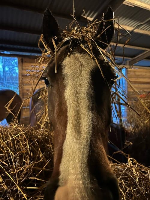 Bild av 🌟 Lovande 3-åring med fantastiskt temperament