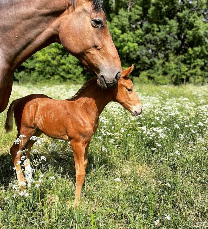 Bild 3 av Fürst MVG LVST