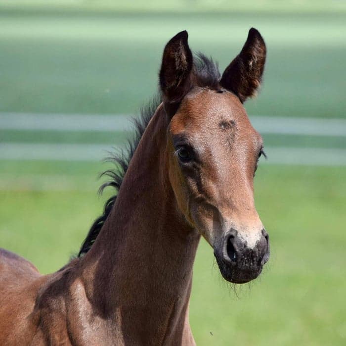 Media 1 av Florio MVG