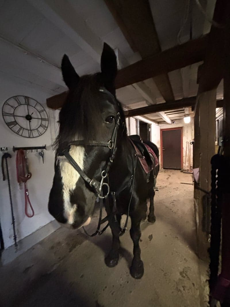 Bild 4 av Midgårds Viking