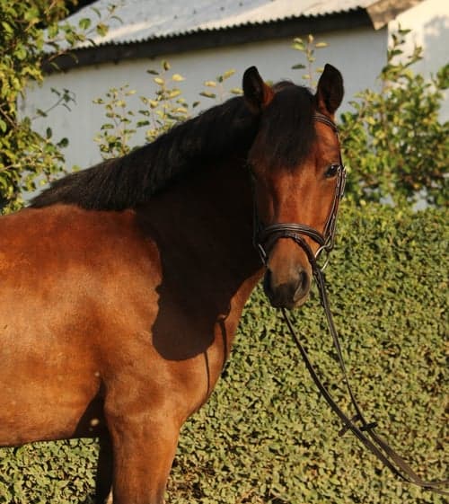 Bild av Trevlig 3 åring med dubbelutmärkelser