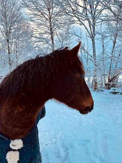 Inlägg 154 av Allround med titeln ❄️ 🐴