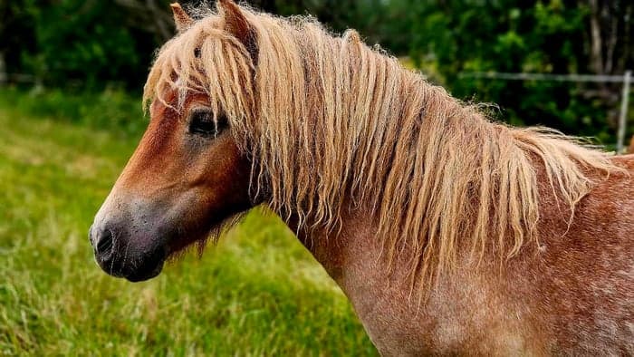 Media 1 av Wal's Minos