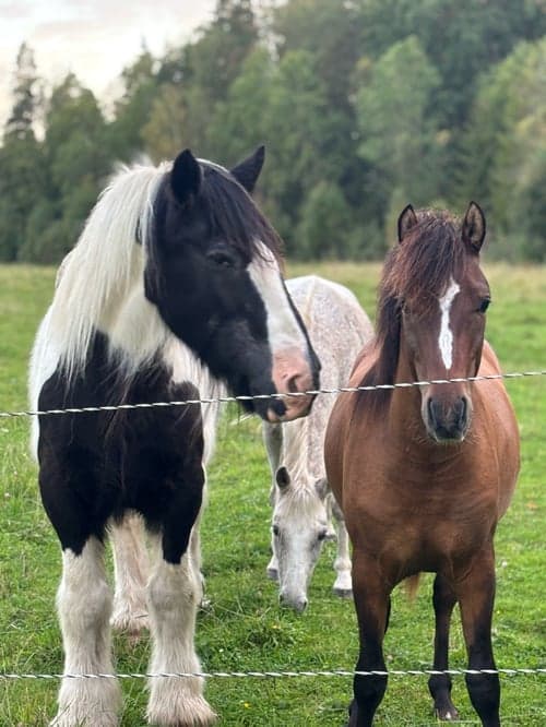 Bild av Ponnykille för framtiden
