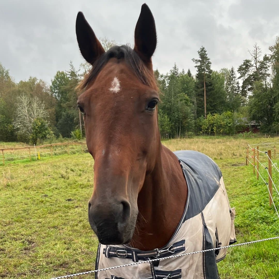 Bild 1 av Kort Stubin