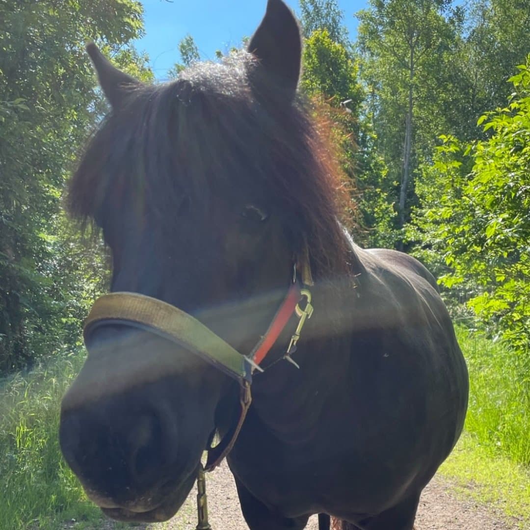 Bild 1 av Fairon 'Fia'
