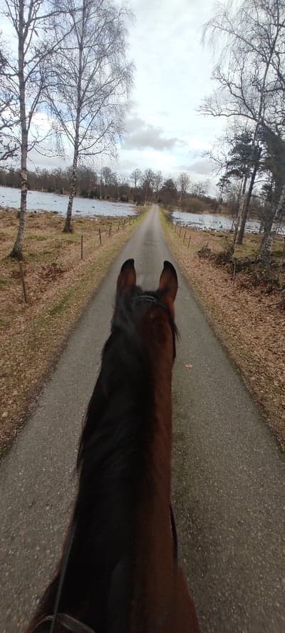 Inlägg 52 av Allround med titeln Långlunch 