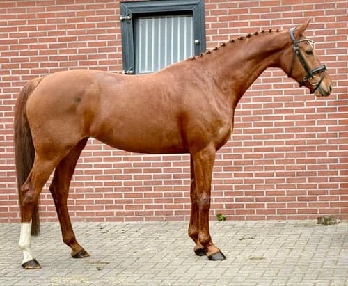 Bild av Harmoniskt, snällt & okomplicerat sto