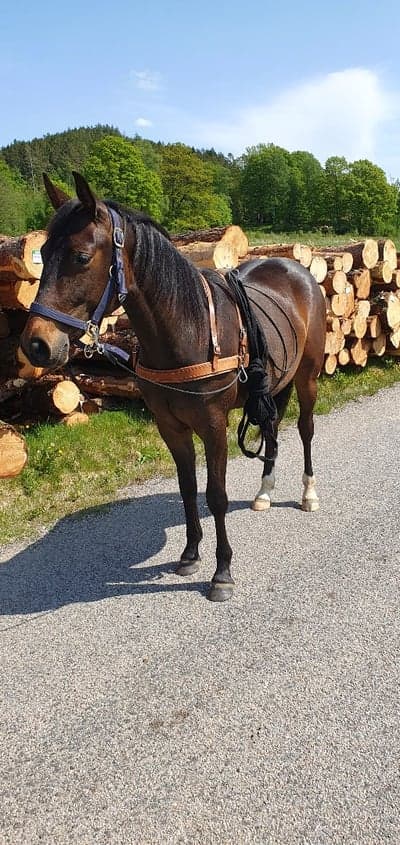 Inlägg 12 av Western med titeln 2 årsdagen