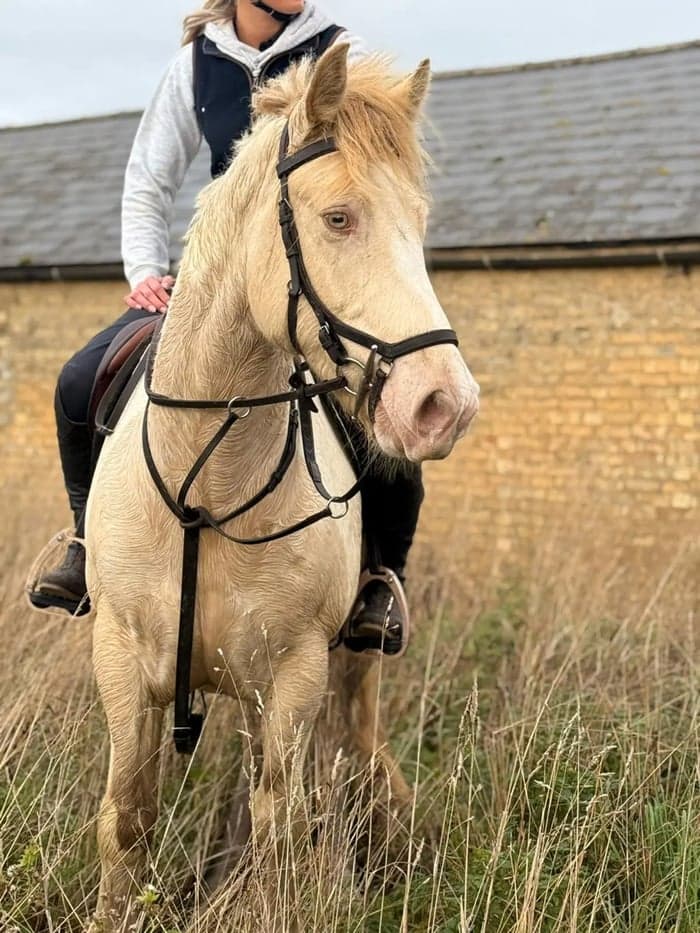 Media 5 av Striking Lemon & White Irish Allrounder- LENNIE