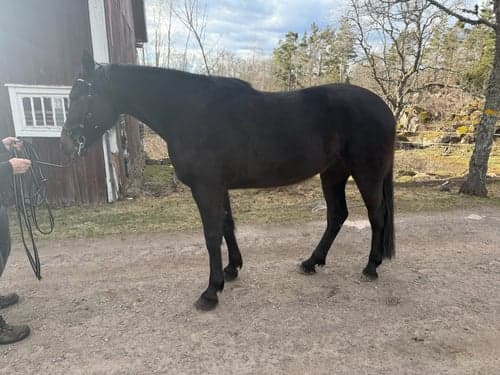 Bild av Otrolig snäll valack