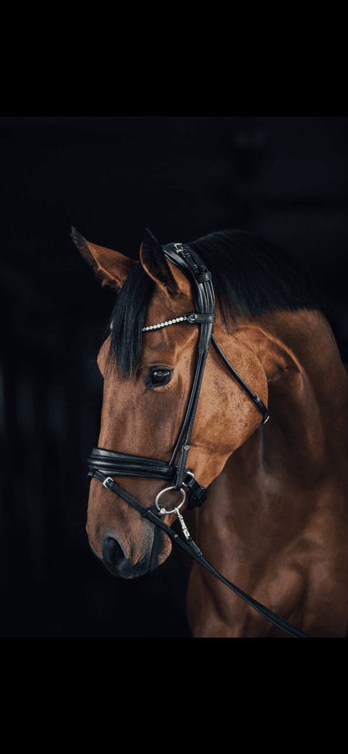 Image 2 of Magic Lily