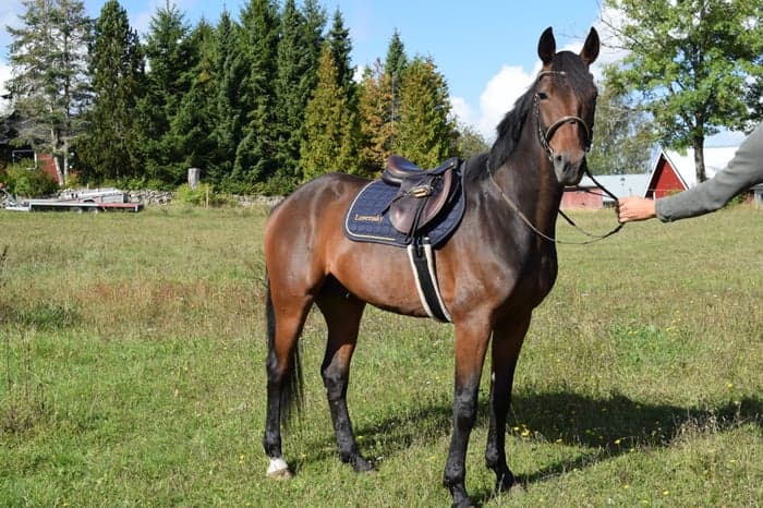 Media 5 av Ollis Elvis