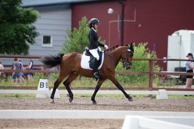 Inlägg 11 av Dressyr