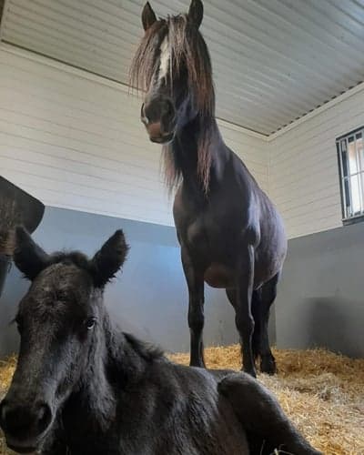 Inlägg 19 av Kallblodstravare med titeln Föddes